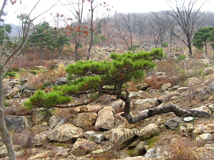 곤지암 수목원에서 ~ - 식물 갤러리